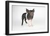 Saddleback Cross Piglet-null-Framed Photographic Print