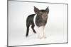 Saddleback Cross Piglet-null-Mounted Photographic Print