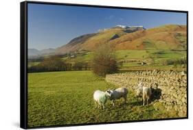 Saddleback, Four Grazing Sheep, Lake Distict, Cumbria, England, United Kingdom-James Emmerson-Framed Stretched Canvas