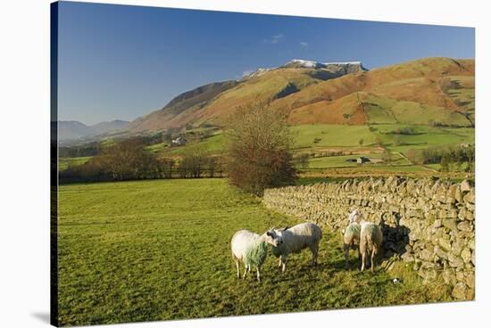 Saddleback, Four Grazing Sheep, Lake Distict, Cumbria, England, United Kingdom-James Emmerson-Stretched Canvas