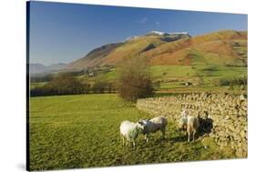 Saddleback, Four Grazing Sheep, Lake Distict, Cumbria, England, United Kingdom-James Emmerson-Stretched Canvas