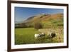 Saddleback, Four Grazing Sheep, Lake Distict, Cumbria, England, United Kingdom-James Emmerson-Framed Photographic Print