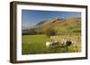 Saddleback, Four Grazing Sheep, Lake Distict, Cumbria, England, United Kingdom-James Emmerson-Framed Photographic Print