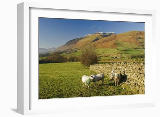 Saddleback, Four Grazing Sheep, Lake Distict, Cumbria, England, United Kingdom-James Emmerson-Framed Photographic Print