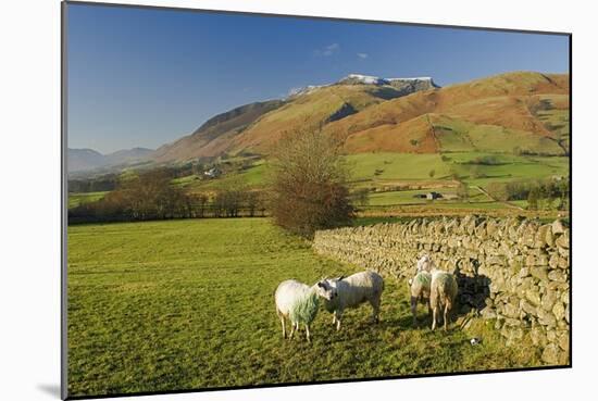 Saddleback, Four Grazing Sheep, Lake Distict, Cumbria, England, United Kingdom-James Emmerson-Mounted Photographic Print