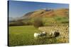 Saddleback, Four Grazing Sheep, Lake Distict, Cumbria, England, United Kingdom-James Emmerson-Stretched Canvas