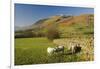 Saddleback, Four Grazing Sheep, Lake Distict, Cumbria, England, United Kingdom-James Emmerson-Framed Photographic Print