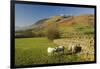 Saddleback, Four Grazing Sheep, Lake Distict, Cumbria, England, United Kingdom-James Emmerson-Framed Photographic Print