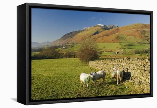 Saddleback, Four Grazing Sheep, Lake Distict, Cumbria, England, United Kingdom-James Emmerson-Framed Stretched Canvas