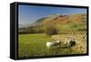 Saddleback, Four Grazing Sheep, Lake Distict, Cumbria, England, United Kingdom-James Emmerson-Framed Stretched Canvas