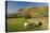 Saddleback, Four Grazing Sheep, Lake Distict, Cumbria, England, United Kingdom-James Emmerson-Stretched Canvas