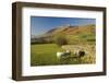 Saddleback, Four Grazing Sheep, Lake Distict, Cumbria, England, United Kingdom-James Emmerson-Framed Photographic Print