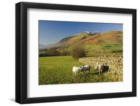 Saddleback, Four Grazing Sheep, Lake Distict, Cumbria, England, United Kingdom-James Emmerson-Framed Photographic Print