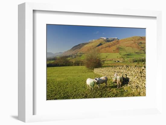 Saddleback, Four Grazing Sheep, Lake Distict, Cumbria, England, United Kingdom-James Emmerson-Framed Photographic Print