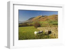 Saddleback, Four Grazing Sheep, Lake Distict, Cumbria, England, United Kingdom-James Emmerson-Framed Photographic Print