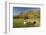 Saddleback, Four Grazing Sheep, Lake Distict, Cumbria, England, United Kingdom-James Emmerson-Framed Photographic Print