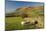 Saddleback, Four Grazing Sheep, Lake Distict, Cumbria, England, United Kingdom-James Emmerson-Mounted Photographic Print