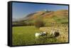 Saddleback, Four Grazing Sheep, Lake Distict, Cumbria, England, United Kingdom-James Emmerson-Framed Stretched Canvas
