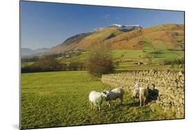 Saddleback, Four Grazing Sheep, Lake Distict, Cumbria, England, United Kingdom-James Emmerson-Mounted Photographic Print