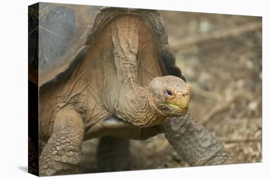 Saddleback Galapagos Tortoise-DLILLC-Stretched Canvas