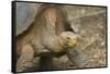 Saddleback Galapagos Tortoise-DLILLC-Framed Stretched Canvas