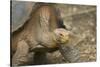 Saddleback Galapagos Tortoise-DLILLC-Stretched Canvas