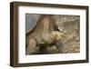 Saddleback Galapagos Tortoise-DLILLC-Framed Premium Photographic Print