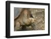 Saddleback Galapagos Tortoise-DLILLC-Framed Premium Photographic Print