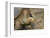 Saddleback Galapagos Tortoise-DLILLC-Framed Premium Photographic Print