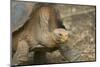 Saddleback Galapagos Tortoise-DLILLC-Mounted Premium Photographic Print