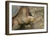 Saddleback Galapagos Tortoise-DLILLC-Framed Photographic Print