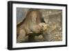 Saddleback Galapagos Tortoise-DLILLC-Framed Photographic Print