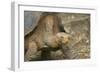 Saddleback Galapagos Tortoise-DLILLC-Framed Photographic Print