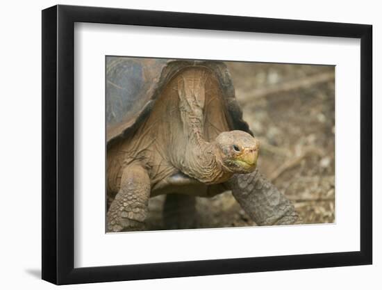 Saddleback Galapagos Tortoise-DLILLC-Framed Photographic Print