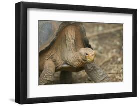 Saddleback Galapagos Tortoise-DLILLC-Framed Photographic Print