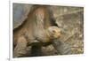 Saddleback Galapagos Tortoise-DLILLC-Framed Photographic Print