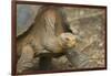 Saddleback Galapagos Tortoise-DLILLC-Framed Photographic Print