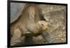 Saddleback Galapagos Tortoise-DLILLC-Framed Photographic Print