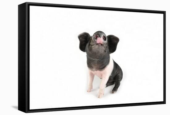 Saddleback on White Background-null-Framed Stretched Canvas