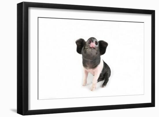 Saddleback on White Background-null-Framed Photographic Print