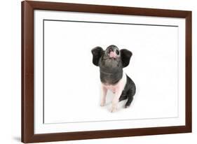 Saddleback on White Background-null-Framed Photographic Print