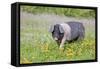 Saddleback Pig-null-Framed Stretched Canvas