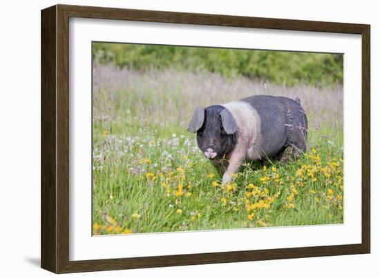 Saddleback Pig-null-Framed Photographic Print