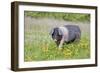 Saddleback Pig-null-Framed Photographic Print