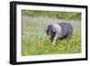 Saddleback Pig-null-Framed Photographic Print