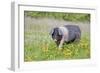 Saddleback Pig-null-Framed Photographic Print