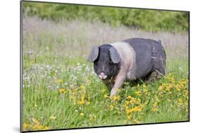 Saddleback Pig-null-Mounted Photographic Print