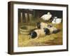 Saddleback Pigs and Ducks in a Farmyard-John Frederick Herring II-Framed Giclee Print