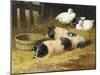 Saddleback Pigs and Ducks in a Farmyard-John Frederick Herring II-Mounted Giclee Print