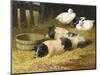 Saddleback Pigs and Ducks in a Farmyard-John Frederick Herring II-Mounted Giclee Print